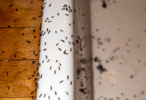 Best Best Pest Control Companies  in Bartonvle, IL