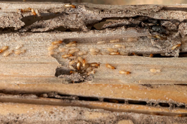 Best Wasp Removal Services  in Bartonvle, IL
